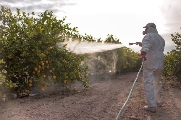 Best Insect Control  in Gonzales, LA