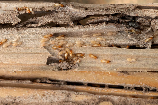 Best Wasp Removal Services  in Gonzales, LA